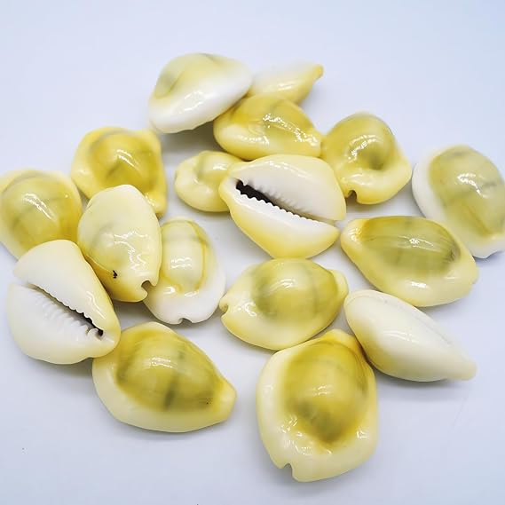 31PCS Money Cowrie Sea Shells, 3/4 Inch-1-1/2 Inch | Lakshmi Peeli Yellow Kawri Kodi Shells/Monetaria Monta Shell for Pooja/Necklace/Art Craft & Bracelet Making