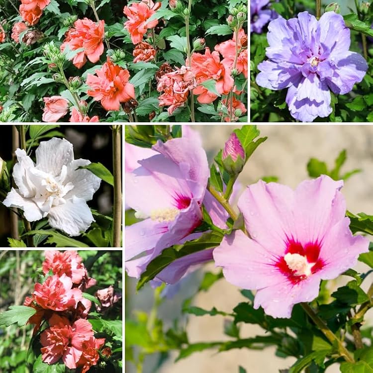 Mixed Rose of Sharon Plant, Hardy Hibiscus Bush Shrub Well-Rooted 7-13 Tall Althea Shrub with Summer Blooms for Outdoor Landscape