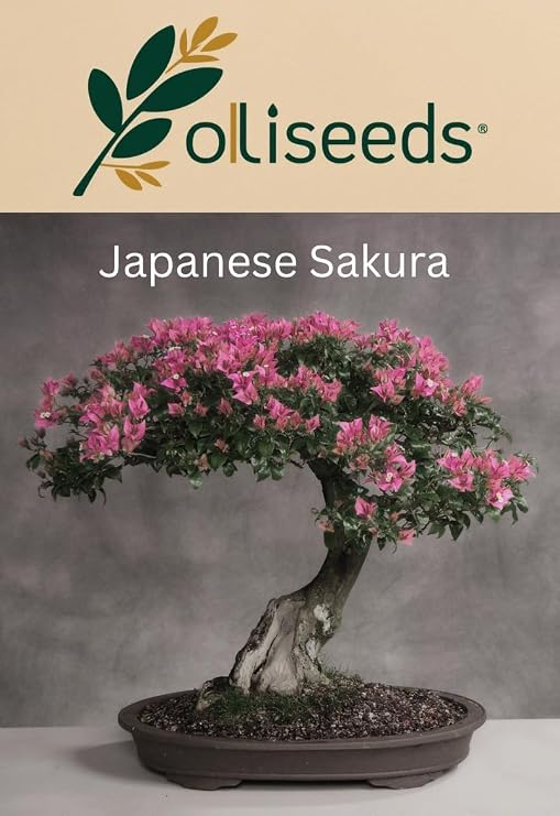 Sakura Cherry Blossom Seeds – Bonsai Tree Seeds – Japanese Flowering Cherry (Prunus serrulata) – Ornamental Garden & Indoor Plant – OliSeeds (20 Seeds)