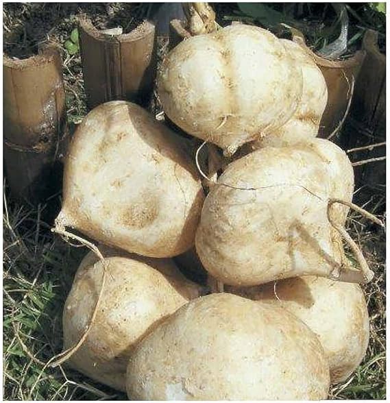 Jicama Root Seeds - 20 Large Seeds Thai Jicama. Jicama Plants Produce Several Bulbs Like Large Potatoes...