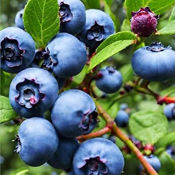 200+ Blueberries Seeds Organic-Blueberry Seeds Non GMO Fruit Tree Berry Seed-Blue Berries Seed Heirloom for Planting Outdoors