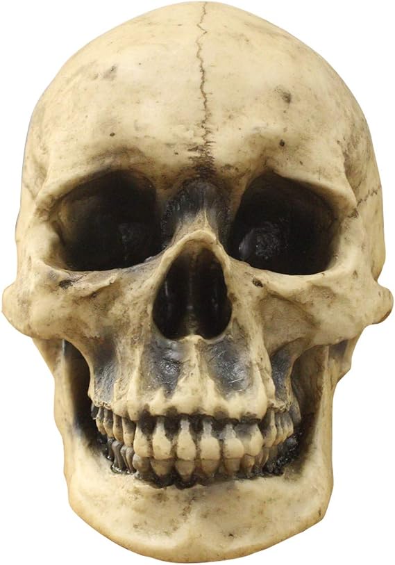 Wall Charmers Life Size Human Skull - 8.5" Realistic Faux Human Anatomy - Table Top Skeleton Head Home Decor