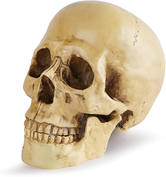 Life Size Human Skull Model 1:1 Replica Realistic Human Adult Skull Head Bone Model Teaching Model Halloween Decoration (Skull 133)