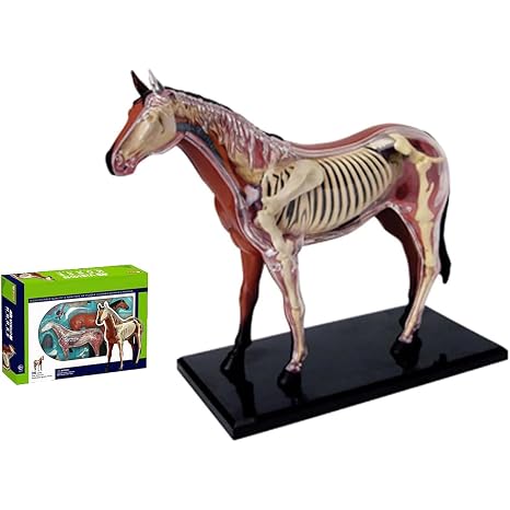 4D Horse Anatomy Model, Simulation Animal Horse Detailed Animal Organ Model for Medical Teaching and Learning