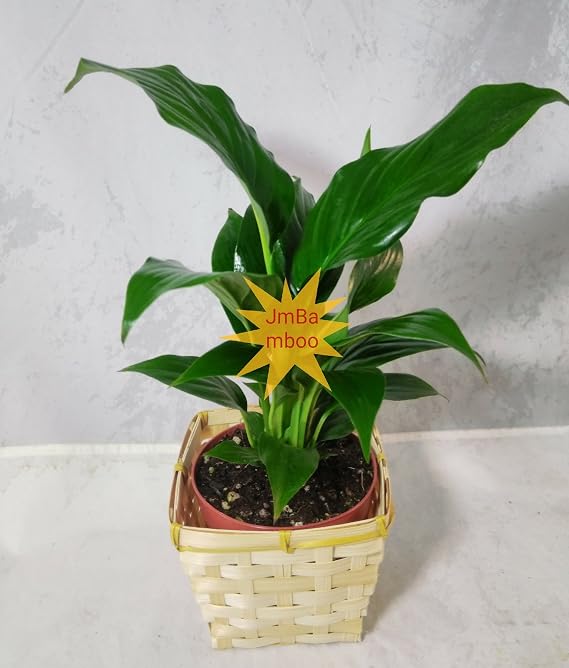 Peace Lily Plant - Spathyphyllium - square basket Great House Plant - 4" Pot