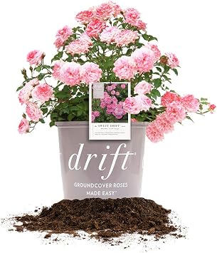 Sweet Drift 1 Gallon