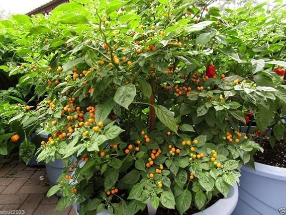 Aji Charapita Pepper (25 Seeds),C frutescens,From the Amazonian region of Peru