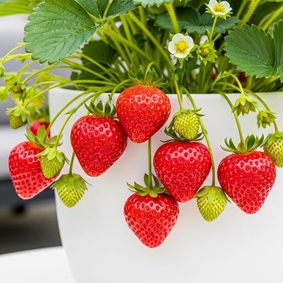 Ozark Beauty Strawberry Plants Everbearing Strawberry Runners Sweet, Large Red Berries Cold Hardy, High Yield Strawberry Plants for Home Gardens (5)