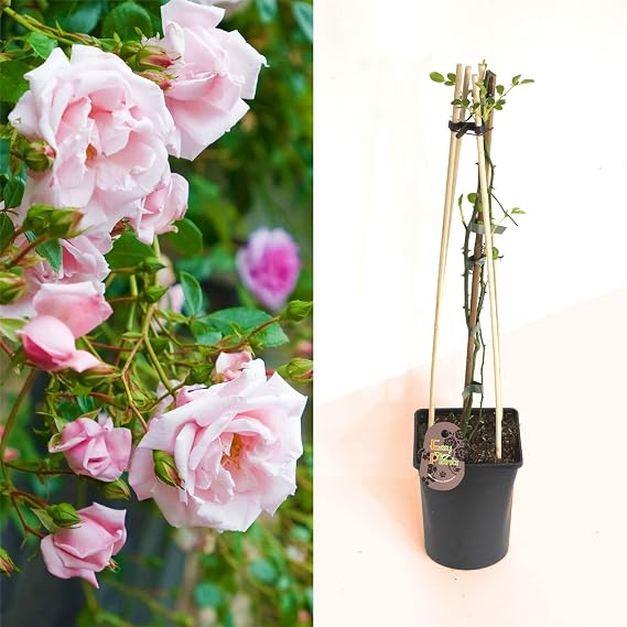 1 Fragrant Outdoor Climbing Rose Bush in Tall Pot with Trellie Hardy Plant Garden Shrub Summer Autumn Flowering for Decoration Border Patio Gift Present - Long Lasting Baby Pink Flower Bloom
