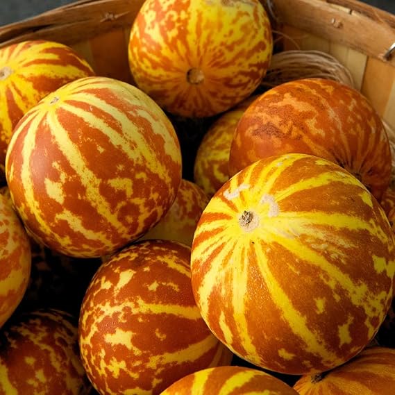 30pcs Tigger Melon Seeds Heirloom Striped Melons with Juicy Sweet White Flesh Perfect for Summer Gardens, Containers & Family Harvest Fun Non-GMO Vegetable Seeds