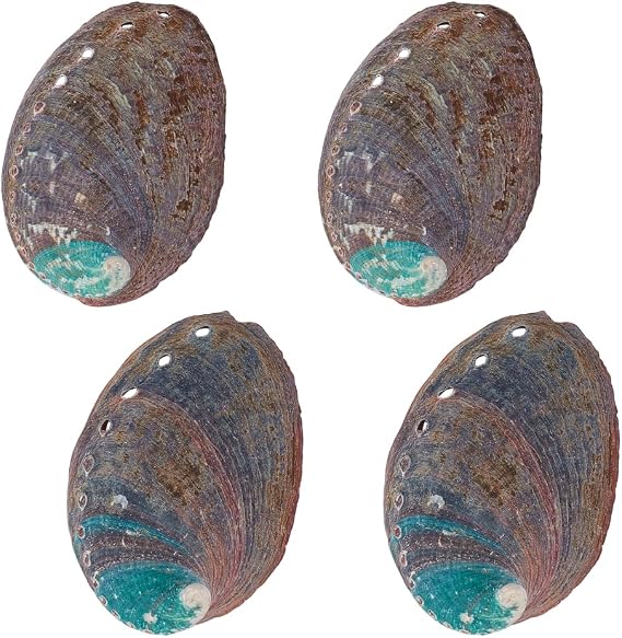 AHANDMAKER 4 PCS Large Abalone Shell 3.5 Inch Natural Abalone Shells Beautiful Smudge Bowl for Smudge Sticks, Furniture Decoration and Shell Art Crafts