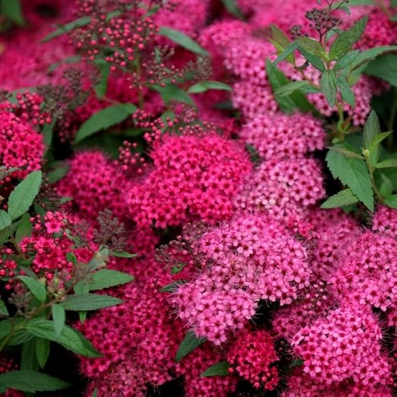 Plant Theory Anthony Waterer Japanese Spiraea Spiraea Japonica Shrub Plant 2L Pot