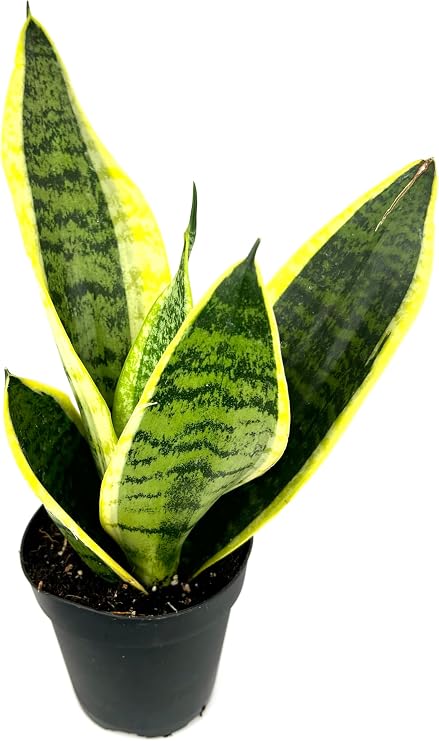 Sansaveria Futura Superba Snake Plant Air Purifying House Plant, 4" Pot