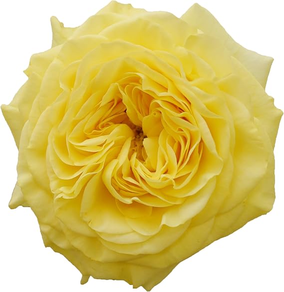 Bloomingmore | Fresh Cut Flowers | Yellow Garden Roses | 36 Stems - 16 in | Home, Office, Wedding Decor, DIY, Party Event, Housewarming, Teacher and Engagement
