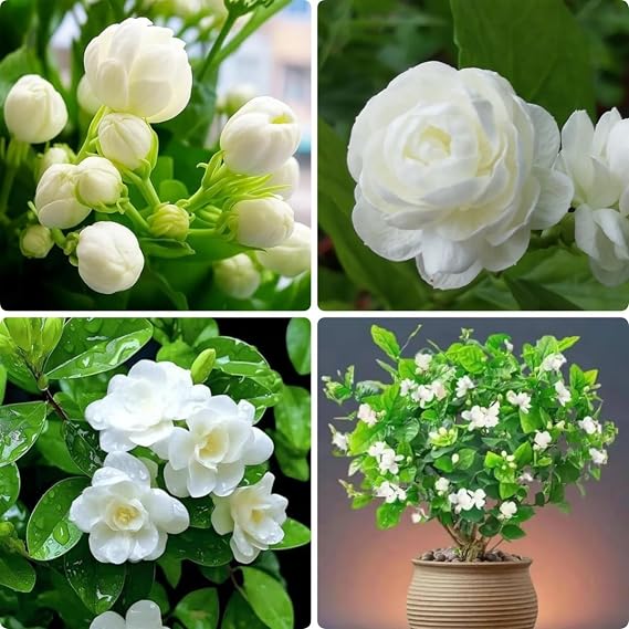 100PCS Jasmine Vine Seeds for Planting Highly Fragrant Sweet-Scented Flower, Fast-Growing Hardy Perennial, Heat & Drought Tolerant, Attracts Butterflies, Ideal for Outdoor Garden Deco Gift