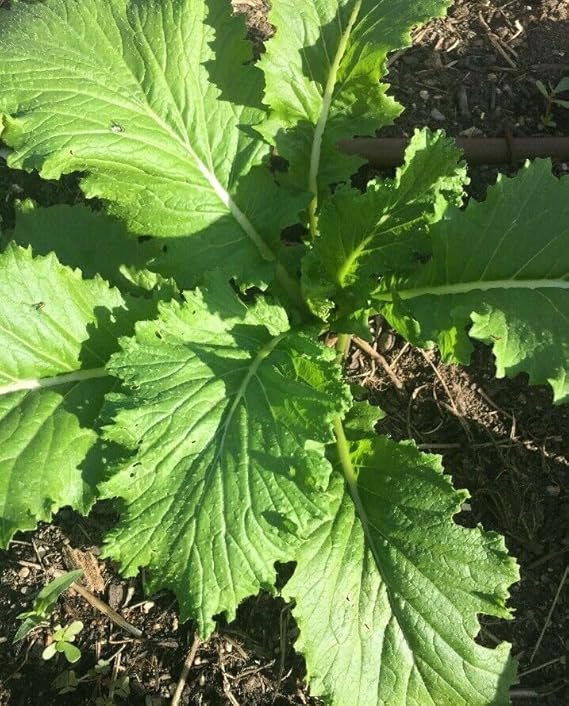 18 Seeds Mustard Green Wave. Spicy Asian Spinach Leaf Salad Vegetable Seeds Easy to Grow