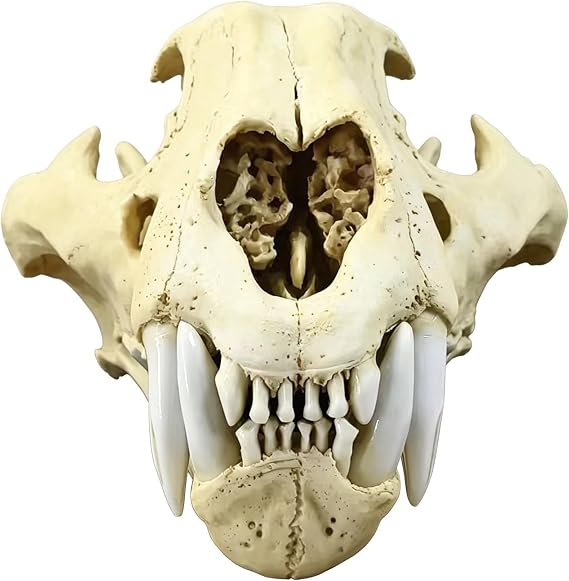 Feline Model 1:1 Siberia Tiger, Amur Tiger Skull Replica, Panthera Tigris SSP. Altaica Synthetic Anatomy and Physiology Education Replica, Interior Decoration, Teaching Research