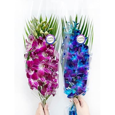 Sunne Tropical OrchidClub USA Fresh Cut Flowers Dendrobium Orchids 10 Stems Blue & Purple