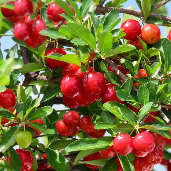Set 2 Barbados Cherry Tree, Edible Cherry Fruit Tree, 4-7 Inch Tall Tropical Fruit Plant for Outdoor Garden Growing