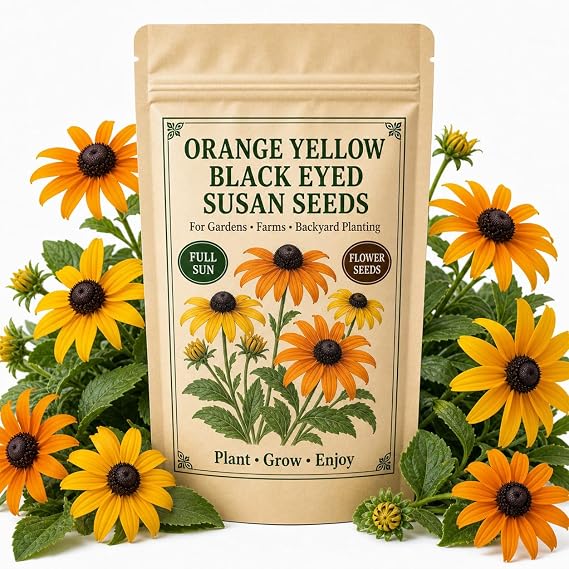 500 Black Eyed Susan Seeds Rustic Orange & Yellow Rudbeckia Autumn Garden Flower, Heirloom, Non-GMO