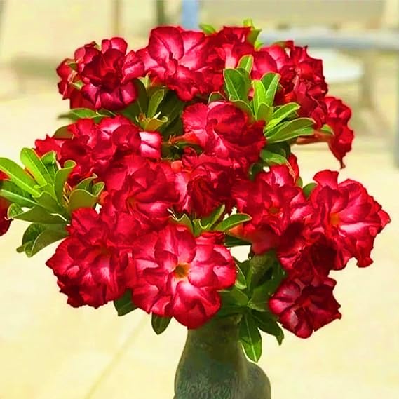 Desert Rose Bulbs-Desert Rose Plant adenium obesum Plants Desert Rose Bulbs for Planting Now UK,Garden Flowers,Ornamental Flowers,Plant Bulbs,Wedding Flowers-2bulbs-b