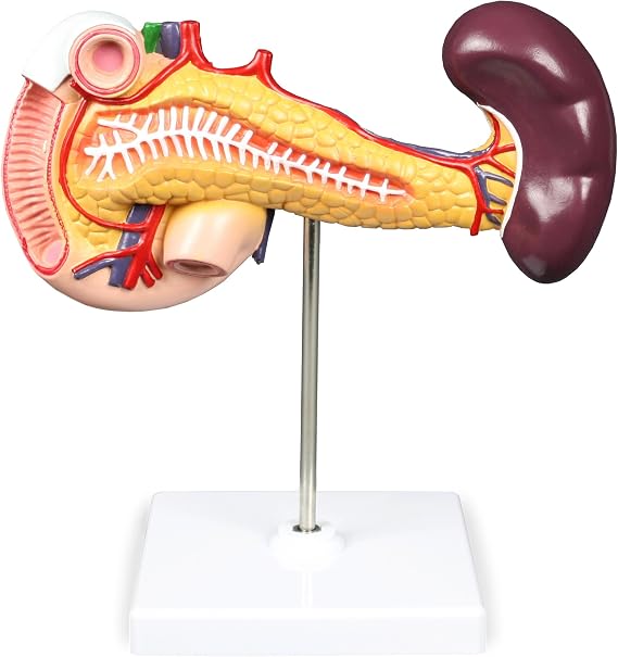 VAD423-N Pancreas, Duodenum, Spleen Model