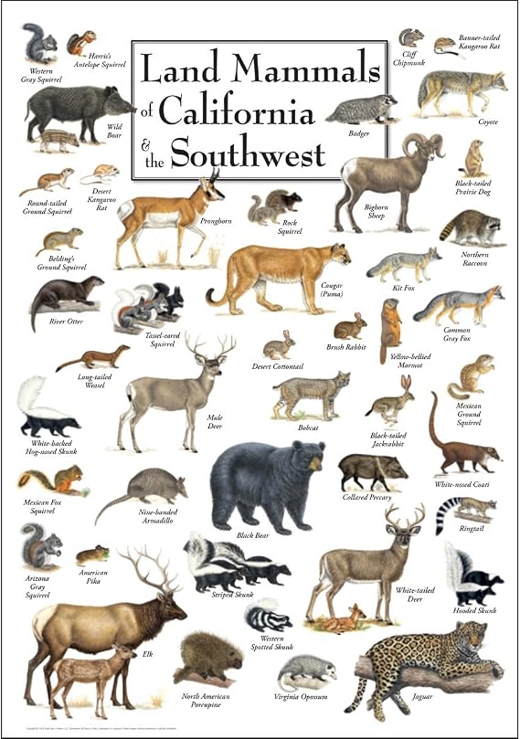 Earth Sky + Water Poster - Land Mammals of California & the Southwest