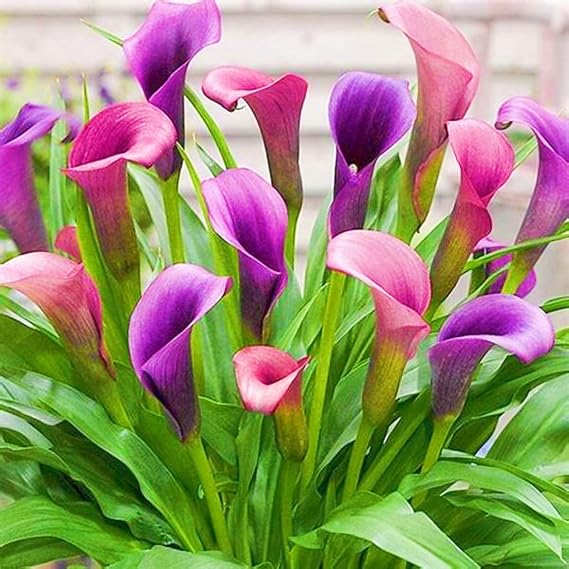 Calla Lily Bulbs-Calla Lily Plants Ornamental Flowers/Hardy Perennial/Garden Flowers/Wedding Flowers/Plant Bulbs-6bulbs-c