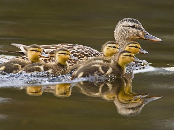 AllPosters Wall Photographic Print Mallard Duck and Chicks Near Kamloops, British Columbia, Canada by Larry Ditto, 16x12