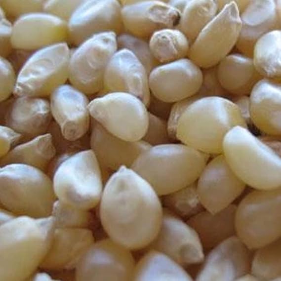 Sustainable Seed Co Japanese Hulless Popcorn Seeds 1/2 OZ ~100 Seeds | Non-GMO - Heirloom - Open Pollinated - Vegetable Gardening Seeds - Pop Corn