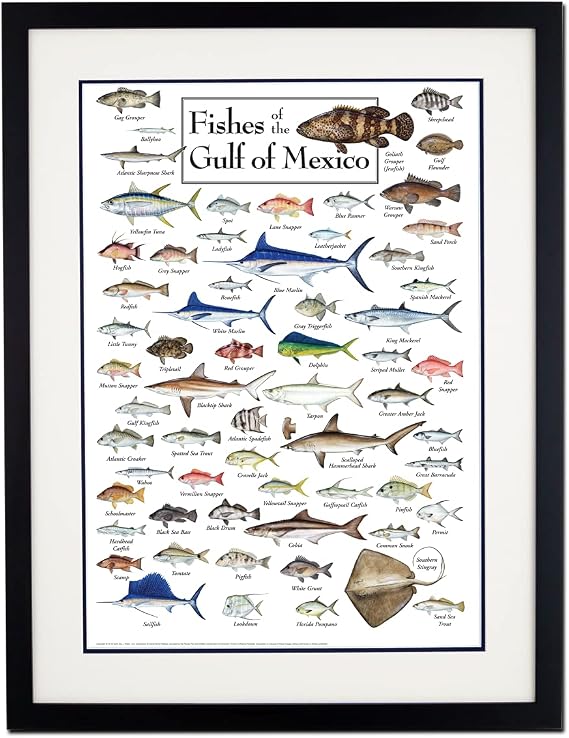Earth Sky + Water - Fishes of the Gulf of Mexico - Double-matted Posters with Black Frame