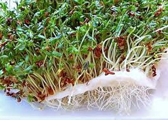Alfalfa Sprout Seed, Sprouts, Heirloom, 100 Seeds, Micro Greens