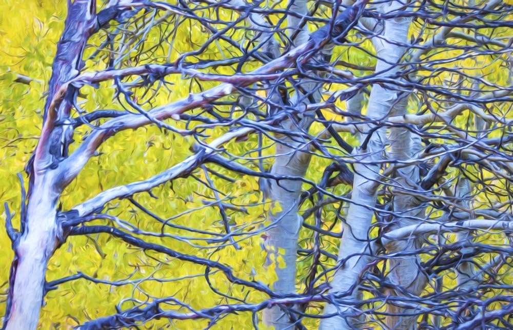 Posterazzi Autumn foliage on trees in Sierra Nevada Bishop California United States of America Poster Print, 19 x 12