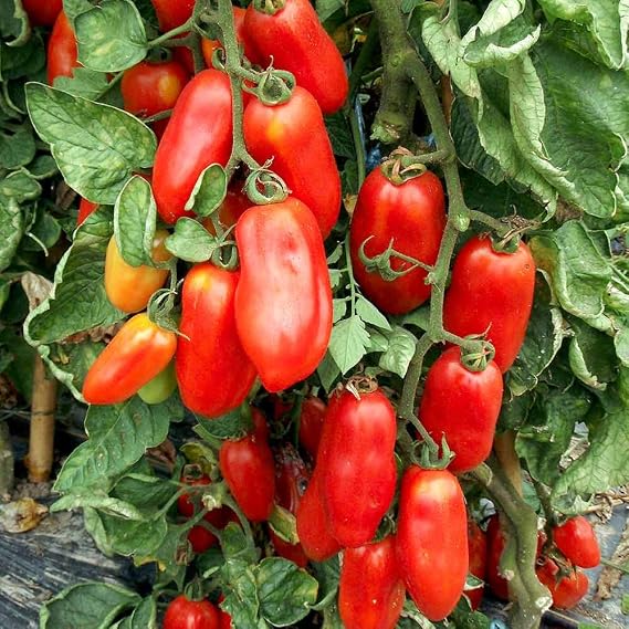 San Marzano Redorta Tomato Seeds - Heirloom Variety from Tuscany, Italy. (50 - Seeds)