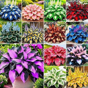 115Pcs Premium Hosta Seeds for Shade Gardens Planting - Perennial Flower Seeds for Containers & Landscaping