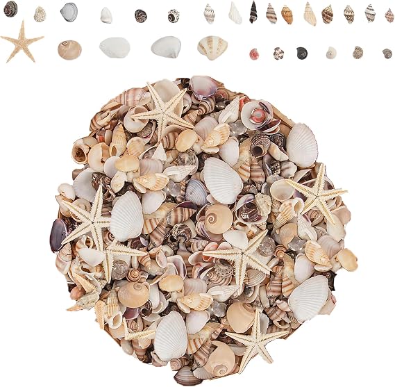 1200 PCS Mini Sea Shells Set, Small Natural Mixed Seashells for Crafting | Ocean SeaShells Starfish for Beach Theme Party, Wedding, DIY Crafts, Fishtank, Vase Filler, Home Decoration