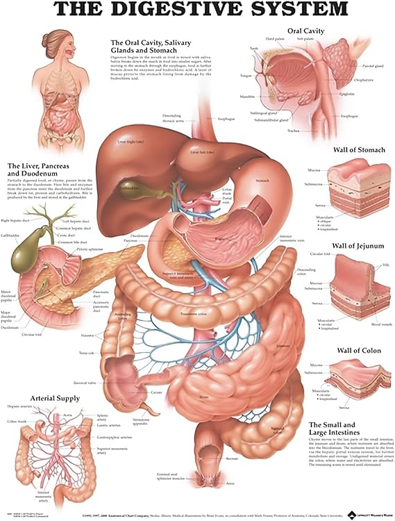 ACC The Digestive System Anatomical Chart