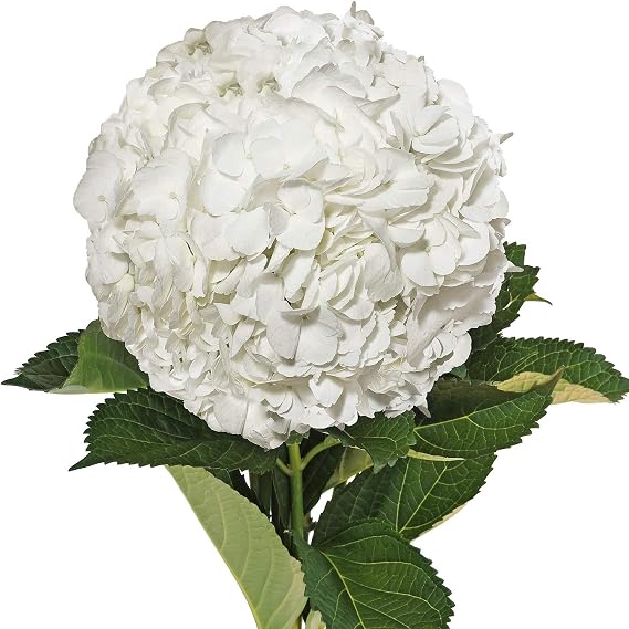 Bloomingmore | Fresh Cut Flowers | White Hydrangeas | 30 stems | Home, Office, Wedding Decor, DIY, Party Event, Housewarming, Teacher and Engagement