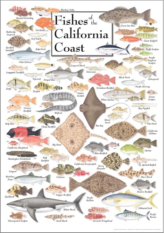 Earth Sky + Water - Fishes of the California Coast - Poster