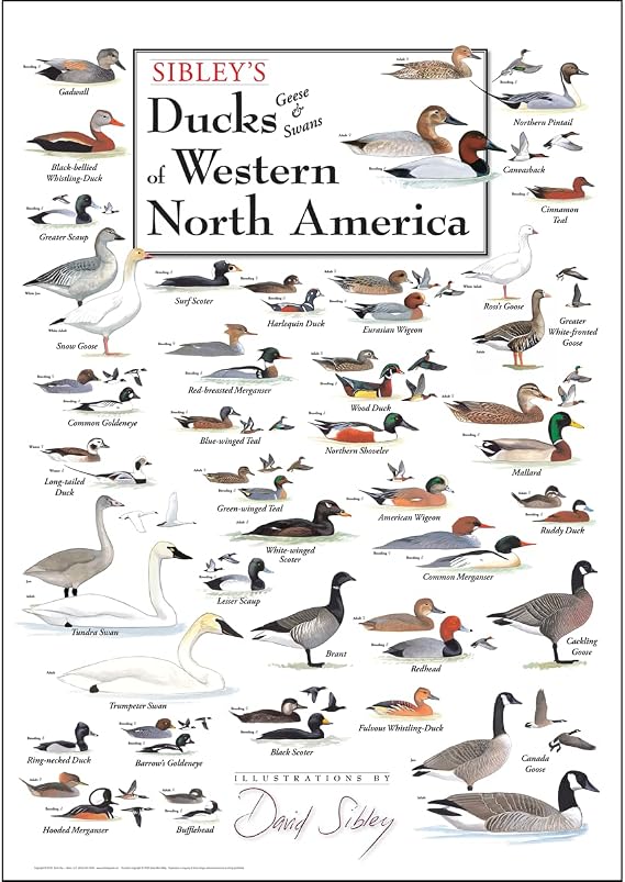 Earth Sky + Water - Sibley's Ducks, Geese & Swans of Western North America - Poster 19 X 27