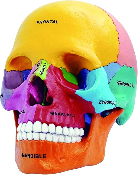 4D Master 26087 4D Anatomy Didactic Exploded Skull Model