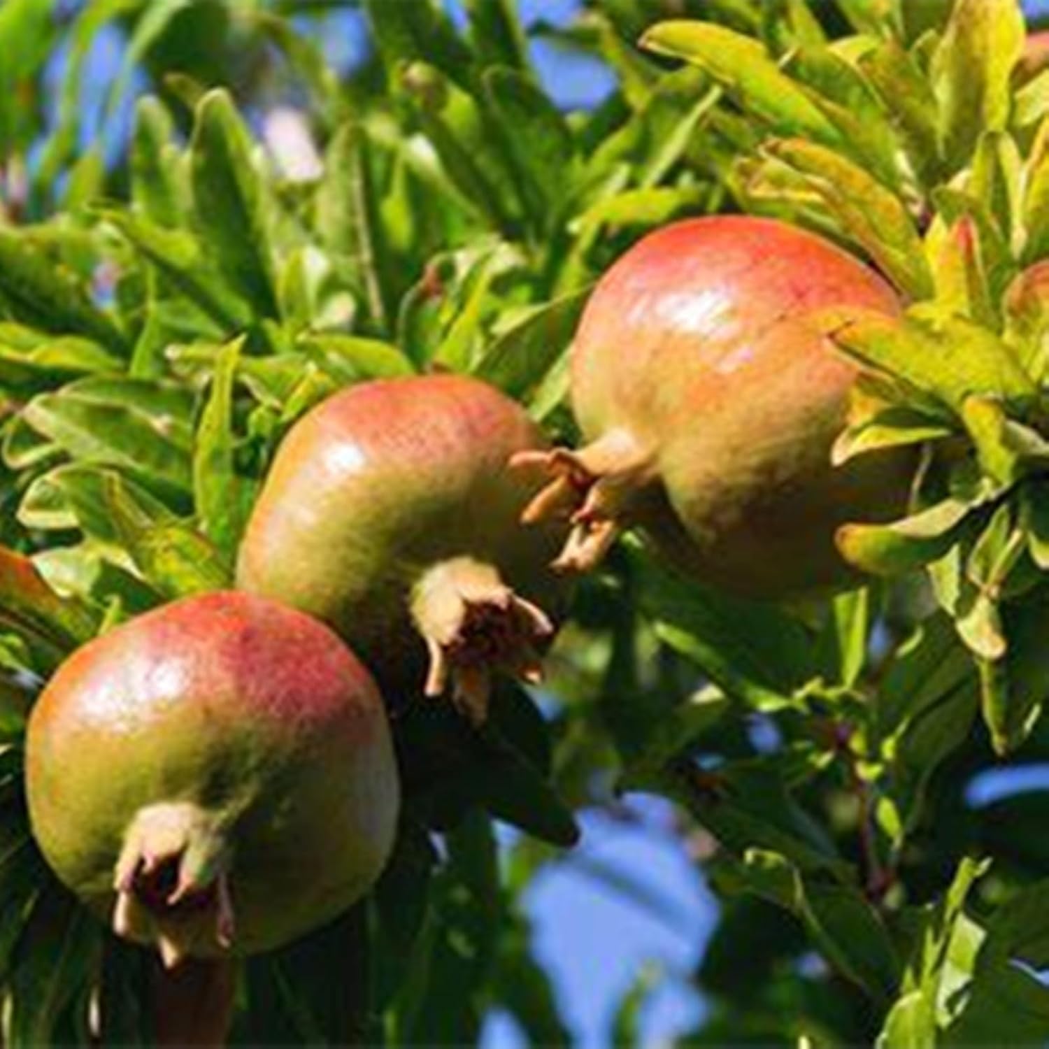 Natural Organic, Good for Containers,Pomegranate Tree, Excellent Display,Greening Flower-5 Roots