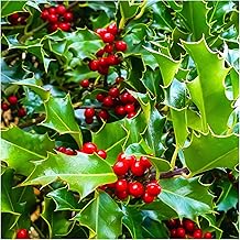 15 Common Holly Hedging Evergreen Plants, Ilex aquifolium 20-25cm in 9cm Pots 3fatpigs®