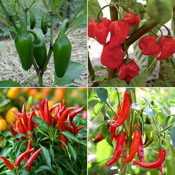 Chili Pepper Seeds Multi-Pack - 4 Different Varieties Hot Pepper Seed Kit Jalapeno Cayenne Birds Eye Habanero