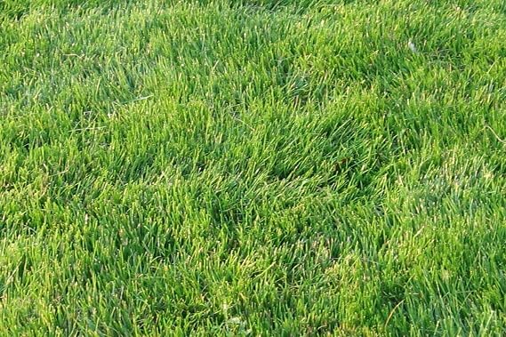 Emerald Zoysia Grass Seeds - Emerald Grass Seeds -Lawngrass Seeds 1/8 Lb