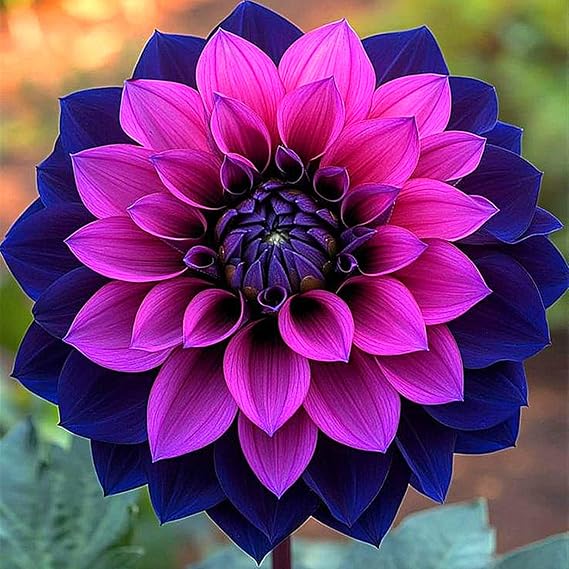 Dahlia Bulbs for Planting,Dahlia Tubers UK,Flowering Rhizome, Dahlia Bulbs Mix,Excellent Display Indoor Perennial Balcony Garden Bulbs-2bulbs-B