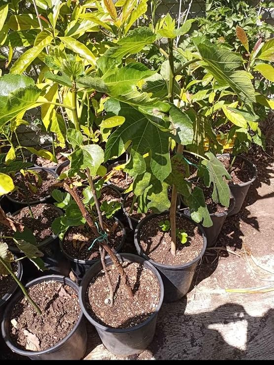 Black mission fig fruit Tree From One of the Sweetest Fruit producing Figs -Size 5 gallon