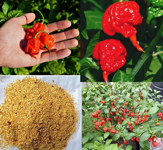100PCS Carolina Reaper Chili Pepper Seeds Fresh Pepper Vegetable Seeds