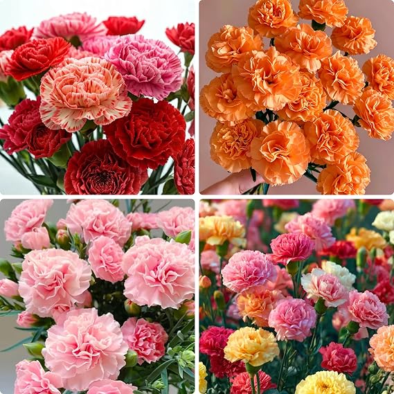 5000 Carnation Seeds, Mixed Color Clove Carnation Seed, Attract Pollinators, Non-GMO Heirloom Dianthus Seeds for Home Garden Outdoor