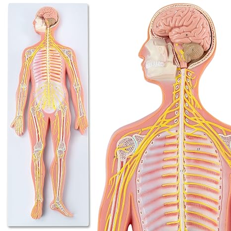 Human Nervous System Model Half Life Size with Brain, Spinal Cord & Nerves Classroom Anatomy Teaching Tool for Students